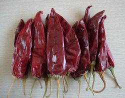 American red chili